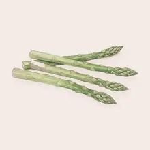 Asperge à l'aquarelle