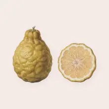 Bergamote à l'aquarelle