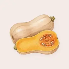 Butternut à l'aquarelle