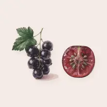 Cassis à l'aquarelle