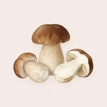 Cèpe à l'aquarelle