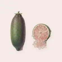 Citron caviar à l'aquarelle