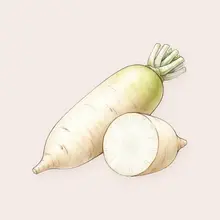 Daikon à l'aquarelle