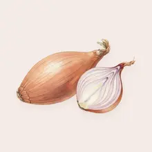 Échalote à l'aquarelle