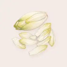Endive à l'aquarelle