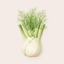Fenouil à l'aquarelle