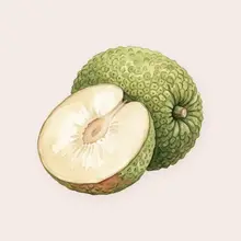 Fruit à pain à l'aquarelle