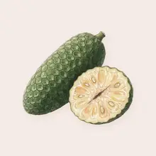 Fruit du monstera à l'aquarelle
