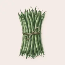 Haricots verts à l'aquarelle