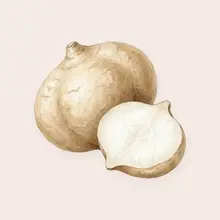 Jicama à l'aquarelle