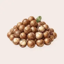 Macadamia à l'aquarelle