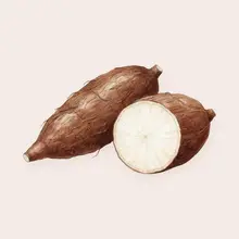 Manioc à l'aquarelle