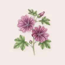 Mauve à l'aquarelle