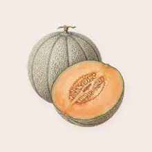 Melon à l'aquarelle