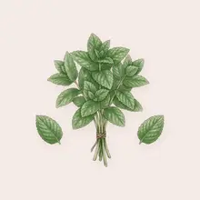 Menthe à l'aquarelle