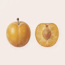 Mirabelle à l'aquarelle