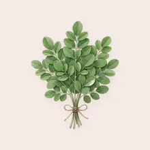 Moringa à l'aquarelle