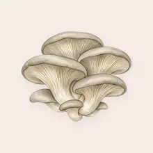Pleurotes à l'aquarelle