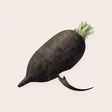 Radis noir à l'aquarelle