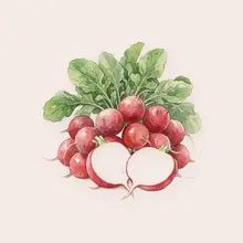 Radis à l'aquarelle