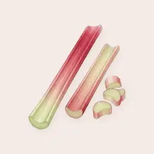 Rhubarbe à l'aquarelle