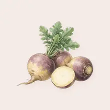 Rutabaga à l'aquarelle