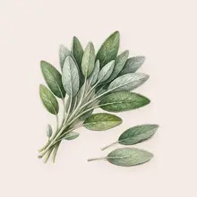 Sauge à l'aquarelle