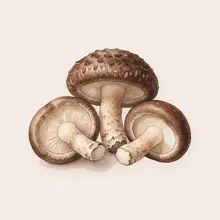 Shiitake à l'aquarelle
