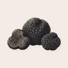 Truffe à l'aquarelle