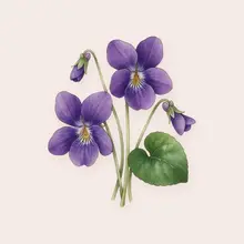 Violette à l'aquarelle